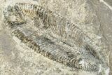 Plate of Ordovician Graptolite (Phyllograptus) Fossils - Utah #271721-1